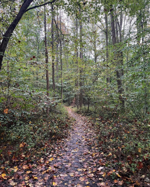 Summer Patapsco Trail Series Store Lead